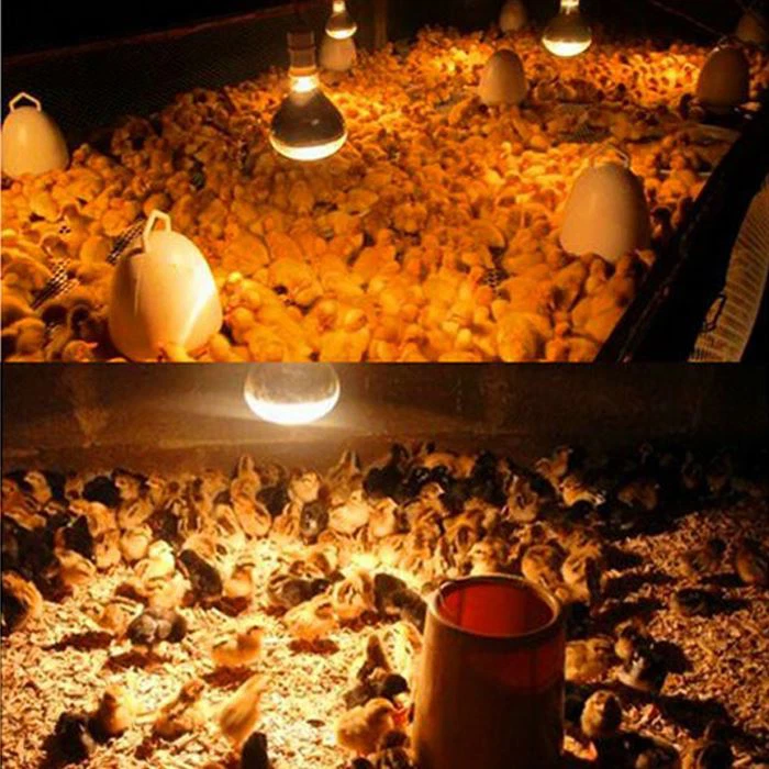 Applicable places for 200w heat lamp